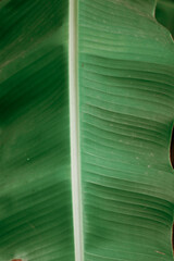 vertical photo Banana leaf with visible lines and soft texture. Surface detail shows plant...