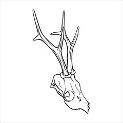 Deer skull with antlers. Vector ink sketch illustration of bones animal in Black and White. Simple vector art design, elegant, modern, decorative