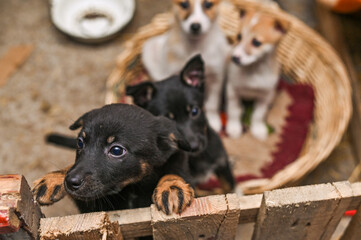puppies in a dog shelter. concept