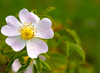 Close-up of a blooming wild rose flower (Rosa canina) with delicate pink petals and a yellow center, captured against a soft green background. Minimalist, natural macro