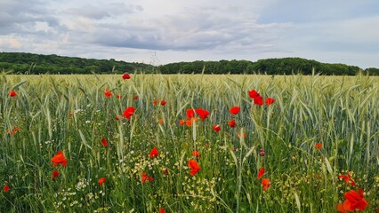 Paysage de champs de blé et de coquelicot dans la vallée de Chevreuse (Île-de-France, France)