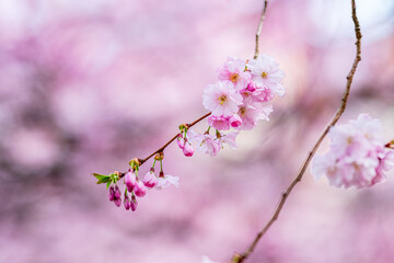 Cherry blossom flowers blooming with blurred background in park.
