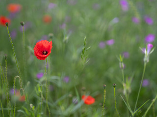 wild poppy