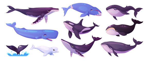 Cartoon whales. Blue whale, humpback beluga killer bowhead orca cachalot underwater aquatic animal big fish sea ocean mammals marine under water giant swanky vector illustration