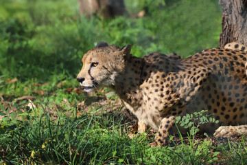 Posture du guépard aux aguets 