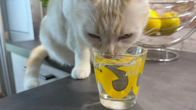 Chat qui se désaltère au ralenti