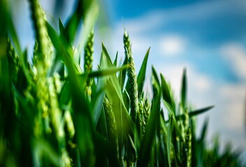 wheat field with strong young plants
