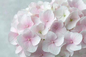 Obraz premium closeup of blooming hydrangea flowers isolated from background
