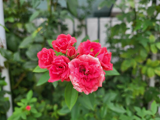 Red roses on a background of green leaves . Delicate fragrant buds.