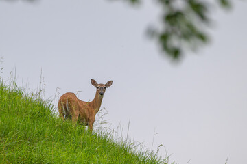 Doe standing on a hill staring at the camera.