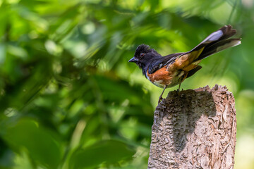Eastern towhee perched on a stump.