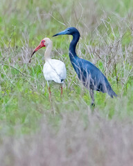 Naklejka premium White Ibis and Little Blue Heron