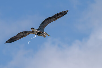 Great blue heron defecating in flight.