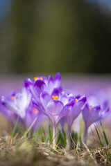Tatrzańskie krokusy w Dolinie Chochołowskiej, piękny początek wiosny. Tatra crocuses in the Chochołowska Valley, a beautiful beginning of spring.	