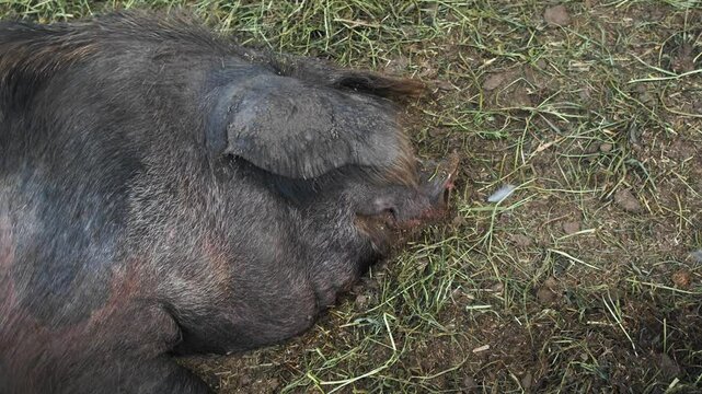 view of muzzle of large, unwieldy pig with brown fur, destined for the slaughterhouse, lying on a bed of hay and manure on a farm. Top view.