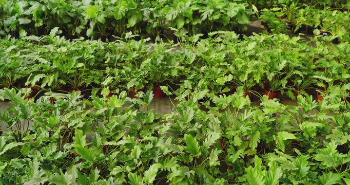 Thriving lush green plants in greenhouse nursery, showcasing vibrant growth