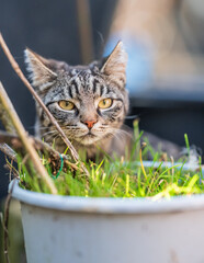 Curious tabby cat peeking from grass in bucket.