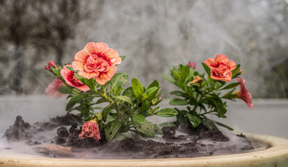 Blooming flower plant with curling mist effect.