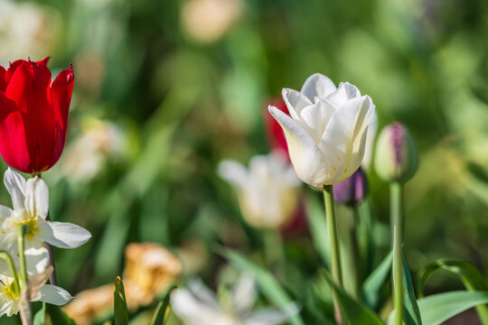 White and red tulips blooming in spring sunlight.