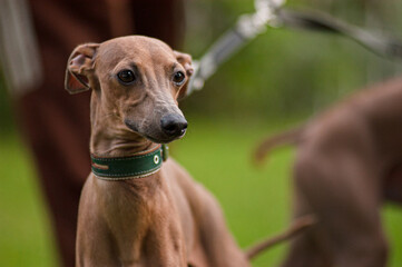 italian greyhound standing outdoors.