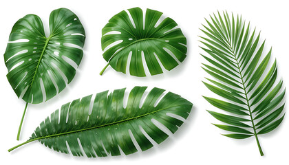 Set of realistic tropical leaves like monstera and palm on white background.