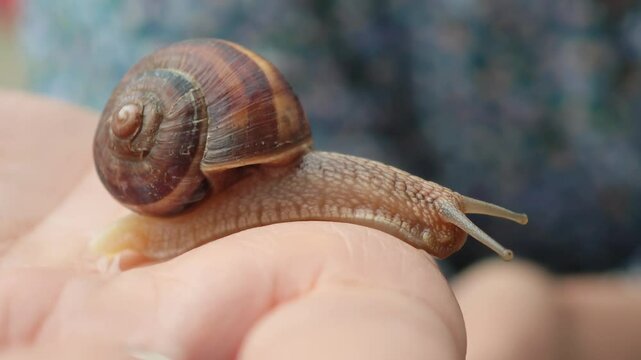 Garden snail slowly moving across professional researcher's hand, revealing intricate shell details and delicate skin texture during scientific observation