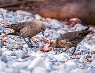 Couple of brown Skua sharing a meal