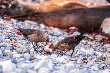 Couple of brown Skua sharing a meal