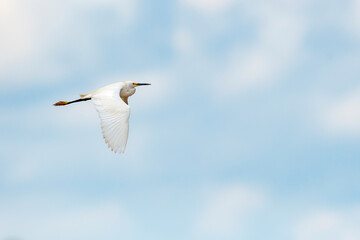 Snowy Egret Flying