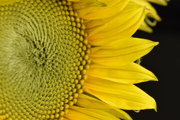 Closeup of half of a large sunflower, Helianthus annuus, showing details of the flower. and the nice center pattern..