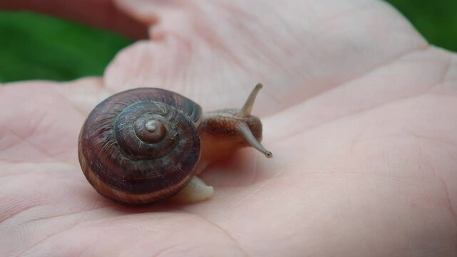 Tiny snail slowly moving on a person's hand, showcasing its delicate movement and spiral shell