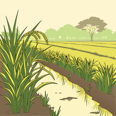 rice paddy field