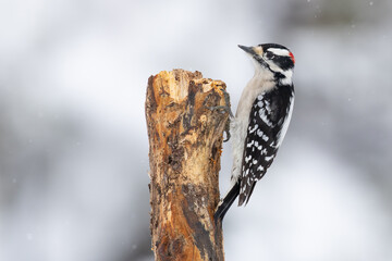 Downy Woodpecker