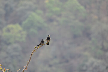 Two Red-vented Bulbuls perched on a tree branch, blurred background.