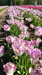 Purple and white tulips