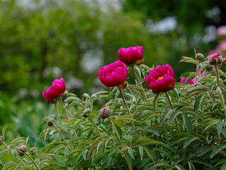Paeonia officinalis, the common peony, or garden peony, is a species of flowering plant in the family Paeoniaceae