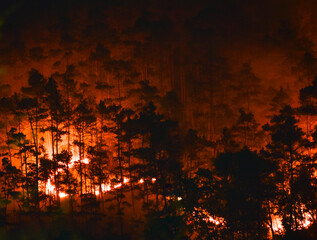 Night shot of a fierce forest fire engulfing trees on a hillside in Meghalaya. 