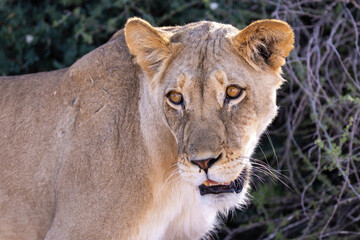 Fototapeta premium portrait of a lioness