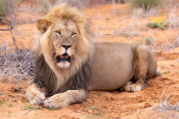 lion cub in etosha