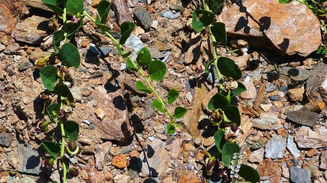 Capers in the sun on the Mediterranean coast in Gazipasa. Flowering capers on a hill by the sea near Alanya. The fruits of a thorny shrub called the caper bush. T&uuml;rkiye. 4К