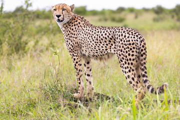 cheetah in the grass