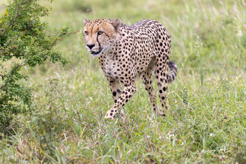cheetah in the grass