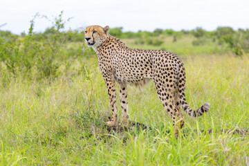 cheetah in the grass