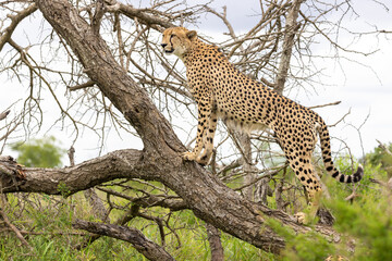 Cheetah in the tree