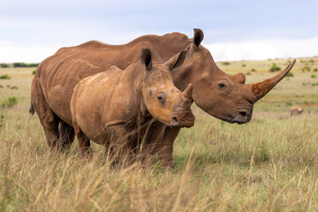rhino and calf