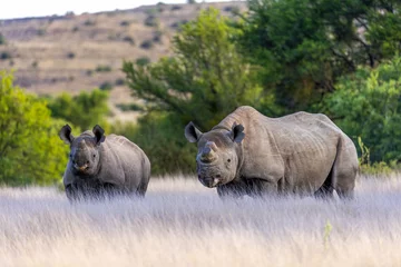 Fototapeten Nashorn rhino in the wild  © photogallet