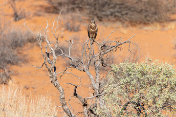 Buzzard in kgalagadi national park