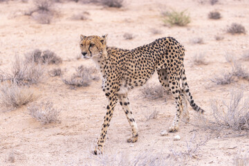 Cheetah at kgalagadi national park