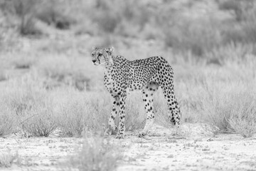 Cheetah at kgalagadi national park