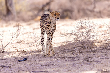 Cheetah at kgalagadi national park